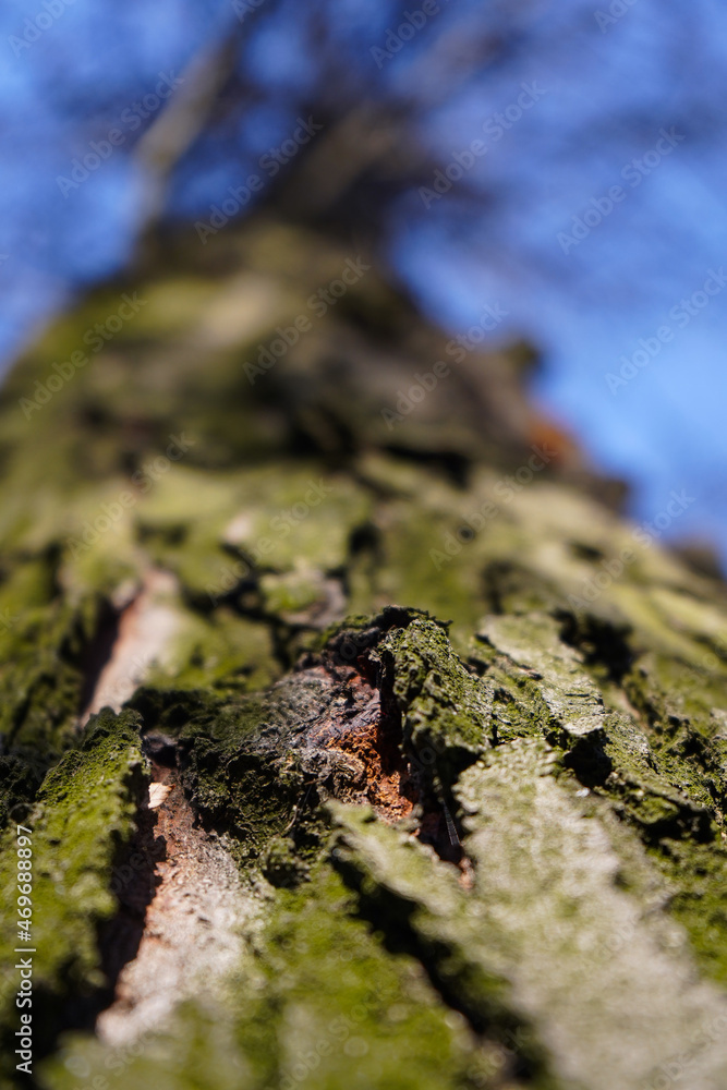 tree. tree bark. detail of tree bark. photo with blue background. tree. tree bark. detail of tree bark. photo with blue background.