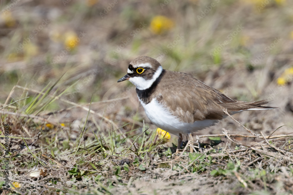 Little Ringed Plover Little Ringed Plover