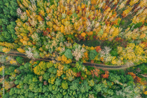 Autumn forest from above