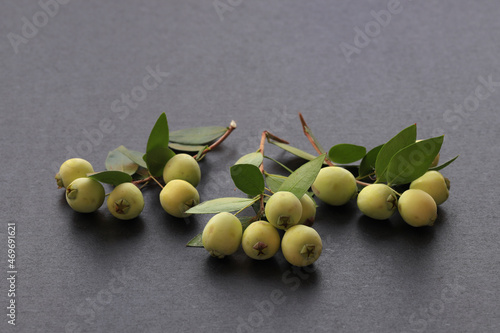 Myrtle berries and myrtle plant on a gray background .