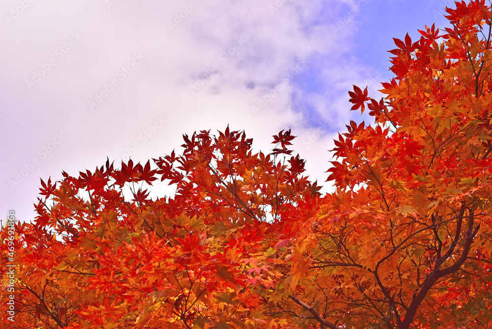 10월의 찬란한 빨강색 단풍나무