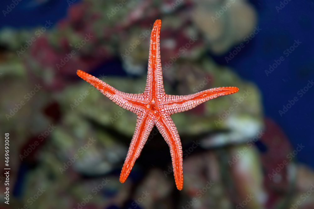 Tiled Sea Star, Necklace or Marble Starfish, Fromia Monilis, viewed from underneath and showing the mouth Tiled Sea Star, Necklace or Marble Starfish, Fromia Monilis, viewed from underneath and showing the mouth
