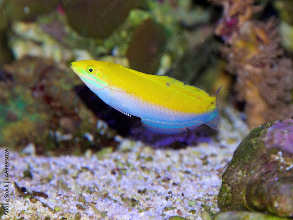 A juvenile Yellow and Purple Wrasse, Halichoeres leucoxanthus, also
