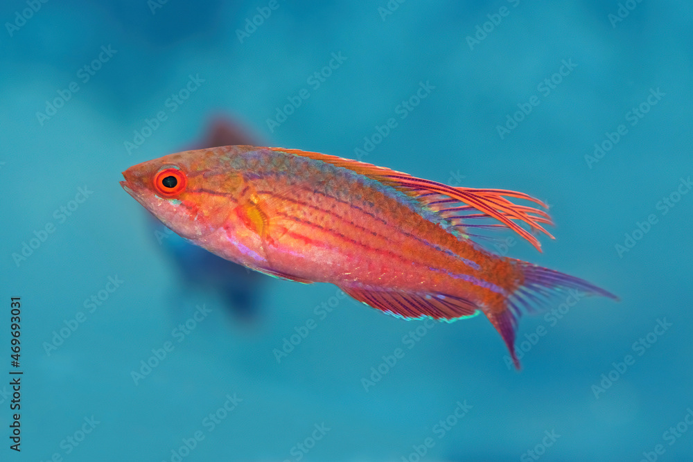 Obraz premium Blue Flasher Wrasse, Paracheilinus cyaneus, a tropical marine fish