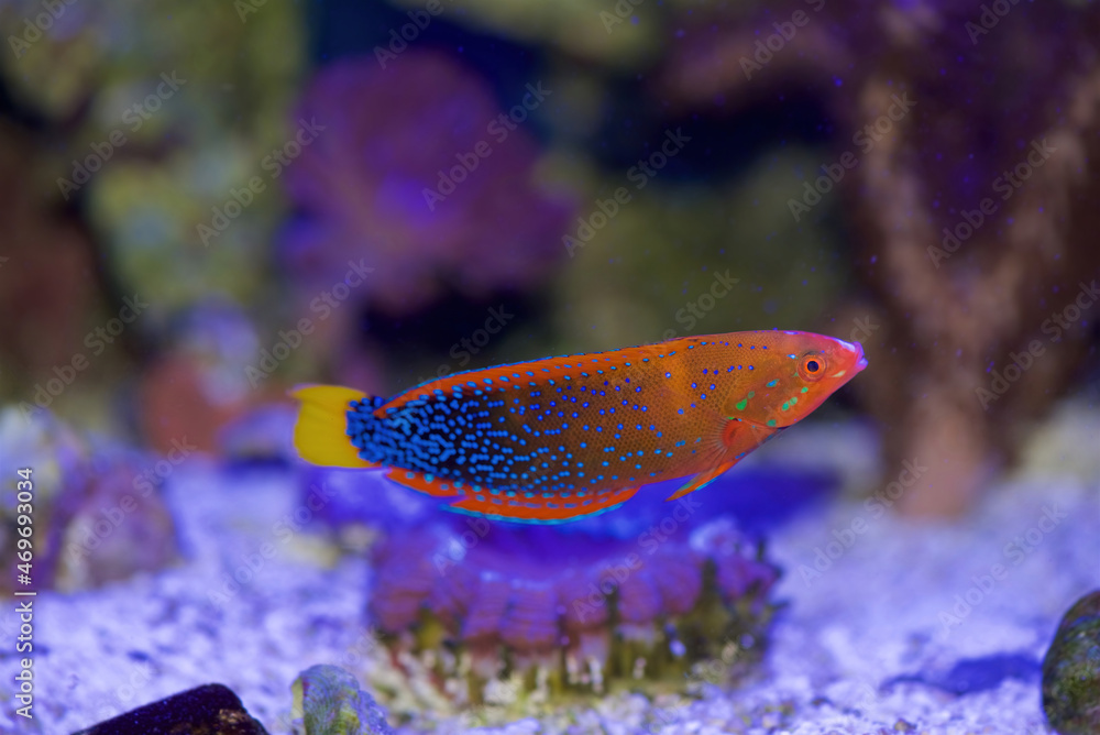 The Red Coris Wrasse, also known as the Clown Wrasse, Red Labrid, or ...