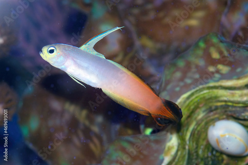 Firefish, Firefish Goby, Fire Goby, and Magnificent or Fire Dartfish, Latin name: Nemateleotris magnifica photo
