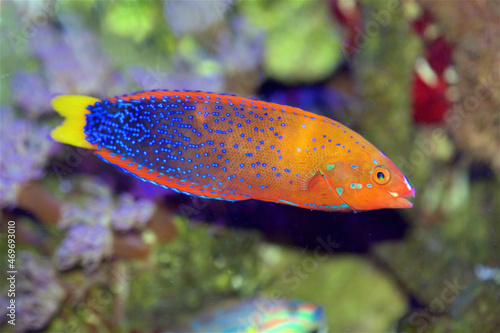 Konstfotografi The Red Coris Wrasse, also known as the Clown Wrasse, Red Labrid, or Yellowtail