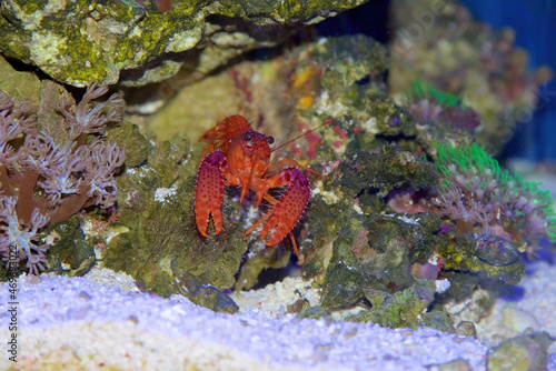 Daum's Reef Lobster, Enoplometopus daumi, a small tropical reef lobster with red and purple coloring