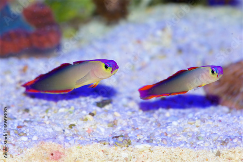 Fototapeta Naklejka Na Ścianę i Meble -  Purple Firefish, also known as the Purple Fire Goby, Purple Dartfish, Decorated Dartfish, or Flame Firefish, Latin name: Nemateleotris decora