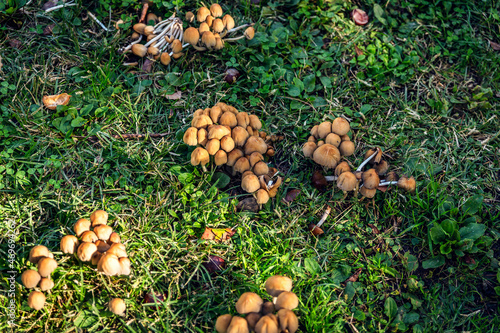 group of small mushrooms on wet green grass
