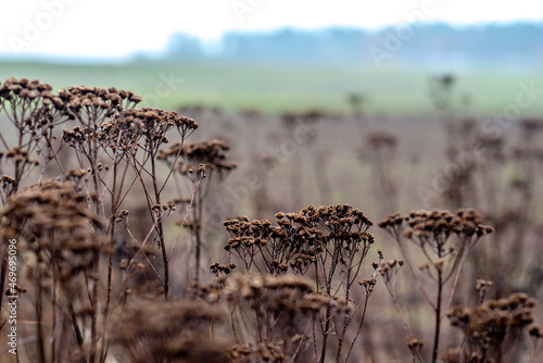 Dried up yarrow in autumn colors