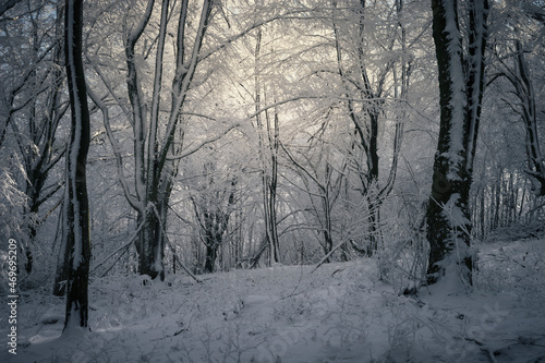 dark mysterious woods with frozen trees in winter