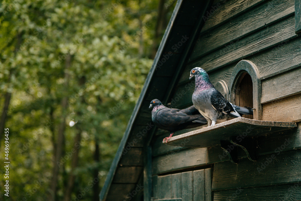 Obraz premium Castolovice, Czech Republic, 11 September 2021: Purebred pigeons sitting on fancy wooden dovecote at the country farm, free-standing garden decoration, Homing gray pigeon at bird house