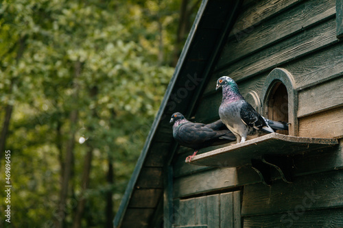 Castolovice, Czech Republic, 11 September 2021: Purebred pigeons sitting on fancy wooden dovecote at the country farm, free-standing garden decoration, Homing gray pigeon at bird house photo