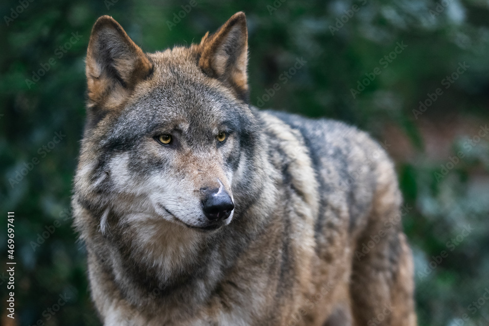 Fototapeta premium Portrait of a gray wolf in the forest