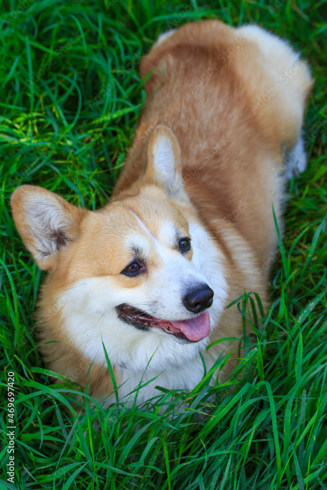 corgi35 corgi35