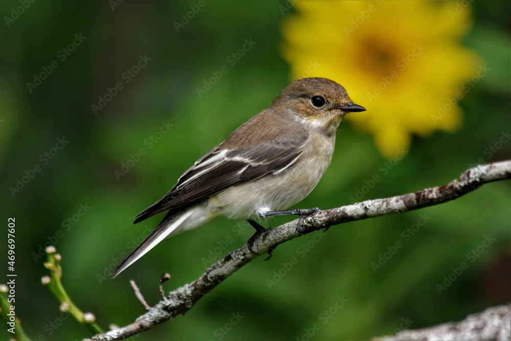 Fototapeta premium Gobemouche noir femelle (Ficedula hypoleuca), Neuchâtel, Suisse.