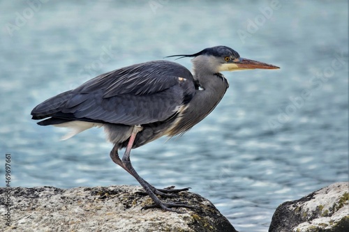 Héron cendré (Ardea cinerea), Lac de Neuchâtel, Suisse.