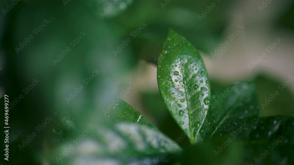 Spraying water on green leaves. Water drops on houseplant, macro detail shot Spraying water on green leaves. Water drops on houseplant, macro detail shot