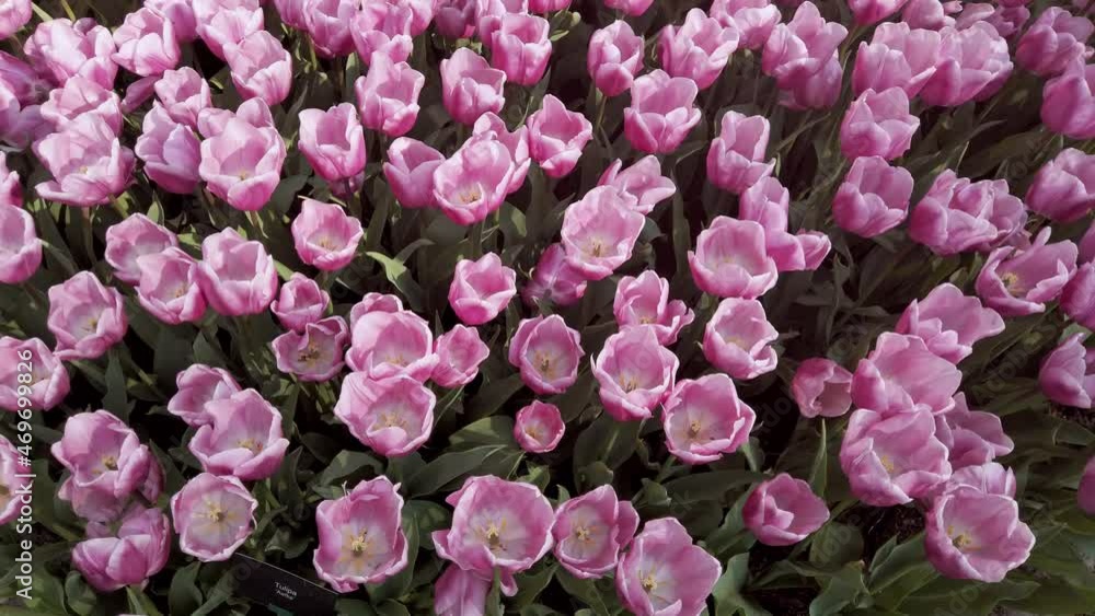 Many pink varietal tulips on flowerbed closeup Many pink varietal tulips on flowerbed closeup