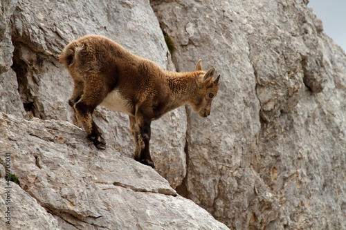 young mountain goat on the rock