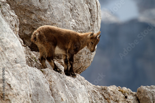 Young ibex on the rocks photo