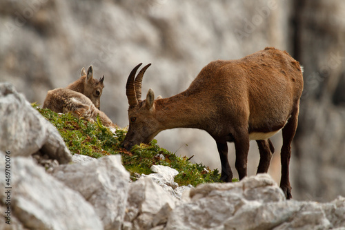 ibex family © Mathias Pabst