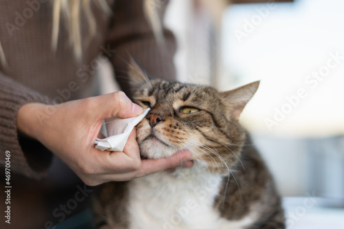 Woman hand cleaning her cat eyes