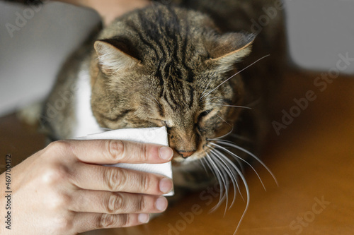 Woman cleaning her cat eyes at home