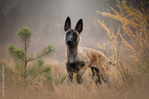 Belgian Malinois Dog puppy portrait of breed