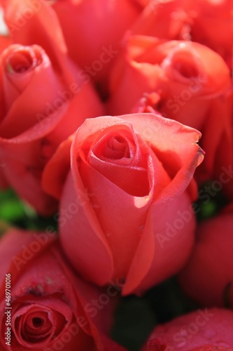 bouquet of orange roses