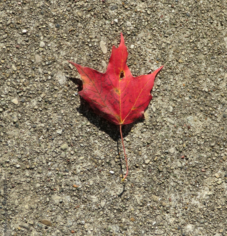 Single individual red maple leaf on the ground. Curled dried and crunchy. Autumn foliage. Textured surface. Looking down. Veins visible. Natural light. 