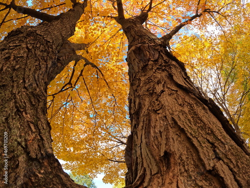 Tree in autumn. Looking up at golden leaf canopy from ground level. Tall majestic weathered and sturdy. Rough bark of tree trunk. Branch silhouette above. Depth perspective. Natural light. Outdoor.  