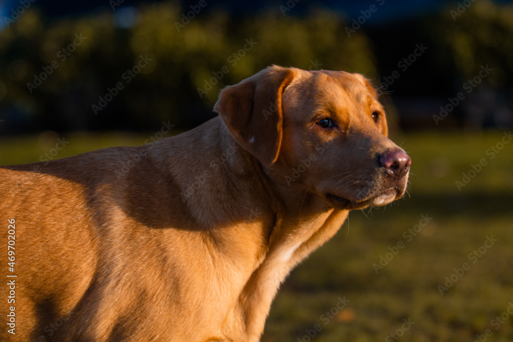 Portrait of  a young  brown Boxador female on an autumnal background. 
