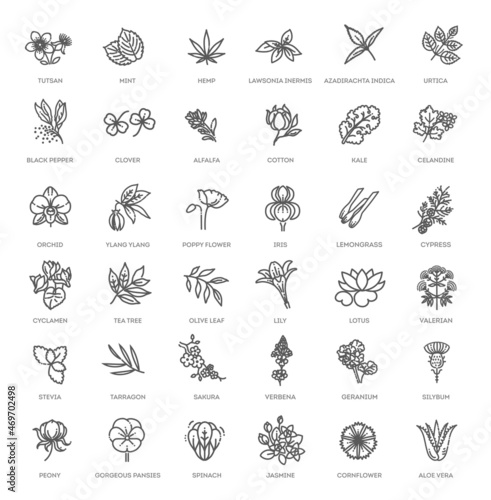 Set of flowers and herbs icon in flat design. Vector collection