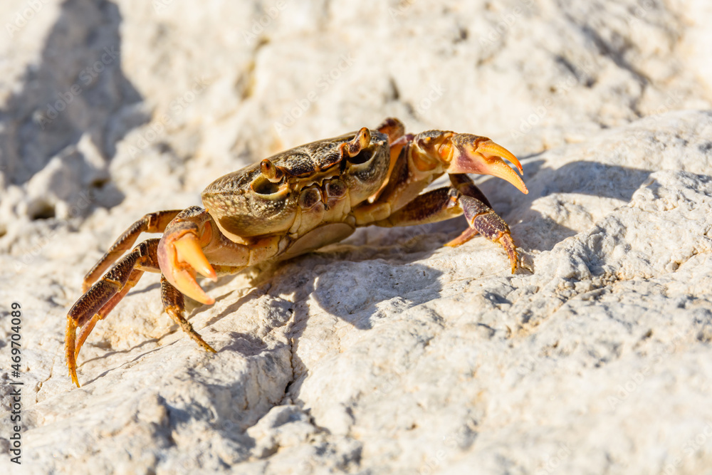 Freshwater river crab (Potamon ibericum) on the stone Freshwater river crab (Potamon ibericum) on the stone