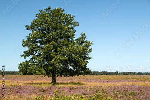 Solitary Common oak (Quercus robur) on heath of Dwingelderveld National Park; Drenthe, Netherlands
