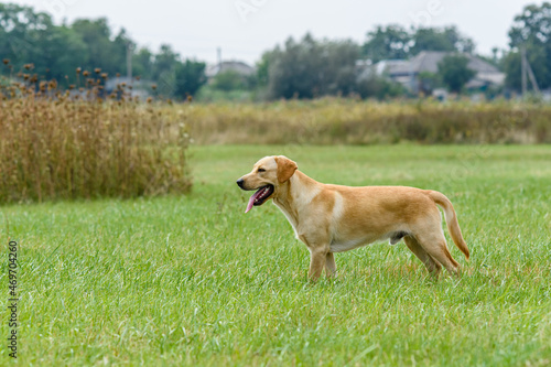 Cute young labrador retriever dog at the meadow