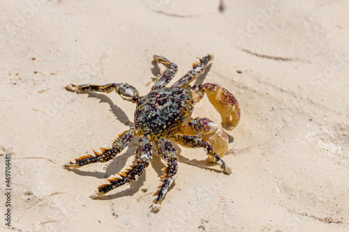 Sea crab (Perisesarma) on a sand at beach