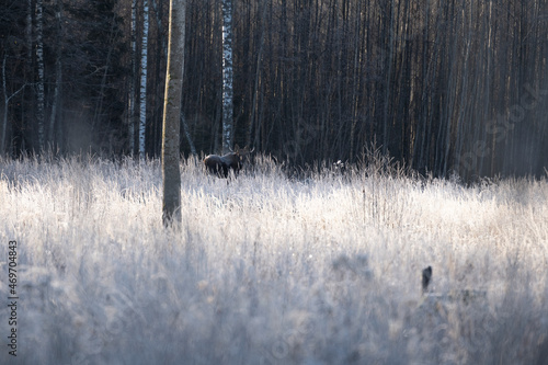 A nice young moose male is spotted in a meadow on a nice frosted winter day
