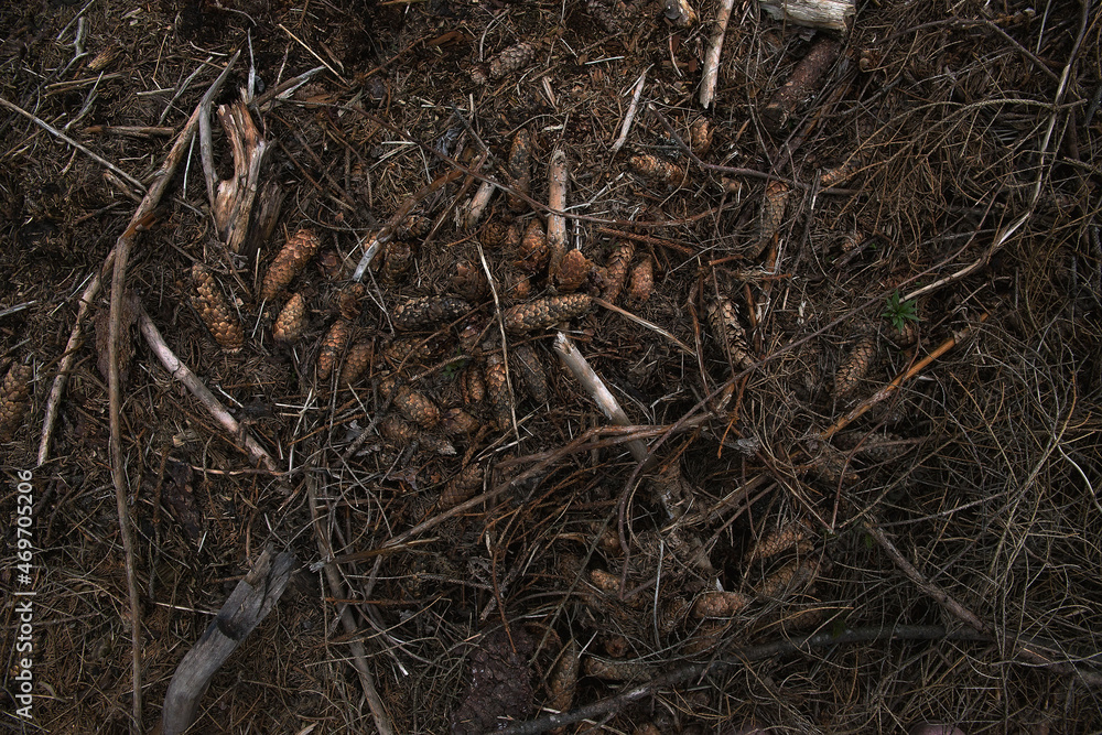 Abstract background of forest cover with cones and fir branches. Global environmental problems. Land pollution, garbage dump after barbaric deforestation. actualization of environmental problems Abstract background of forest cover with cones and fir branches. Global environmental problems. Land pollution, garbage dump after barbaric deforestation. actualization of environmental problems
