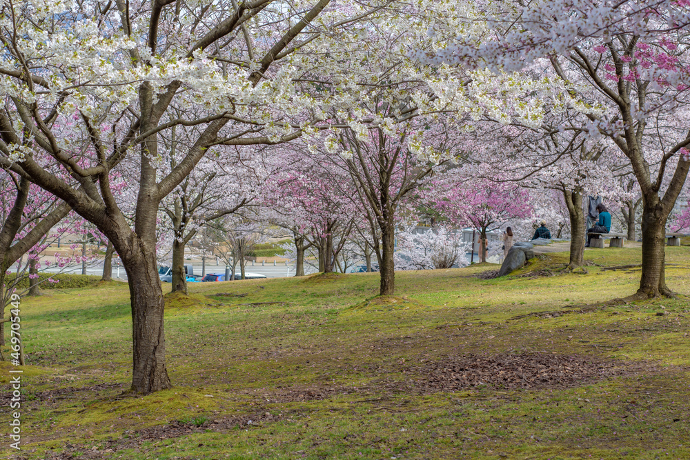 spring in the park