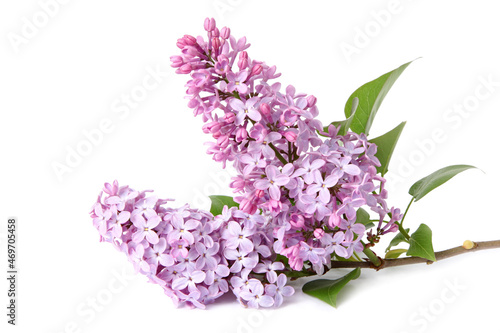 Syringa vulgaris rose pale sur fond blanc