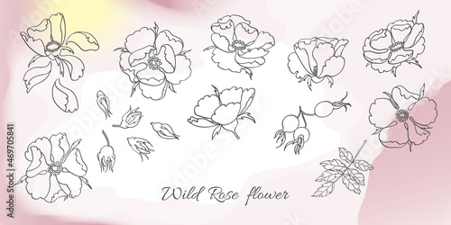Set of flower buds, leaves and rosehip fruits, arrangement with wild rose.