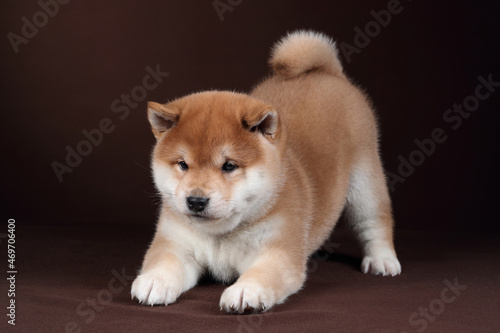 Cute fluffy shiba inu puppy on a brown background. Ginger puppy