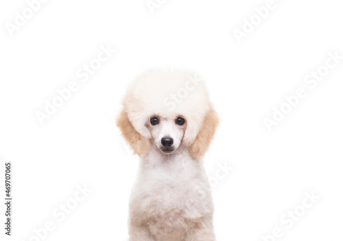 image of dog white background photo
