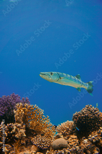 Fototapeta Naklejka Na Ścianę i Meble -  A beautiful big barracuda in the colourful coral reef in the Red Sea in Egypt. Scuba Diving underwater photography
