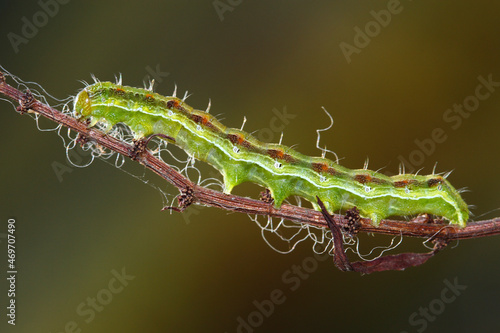 The cotton bollworm, corn earworm,or old world bollworm Helicoverpa armigera caterpillar, corn pest