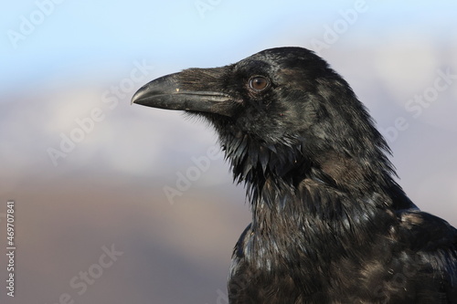 common raven  Corvus corax  Iceland
