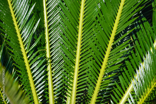 Long Narrow Spiky Green Sago palm Cycas revoluta  leaves